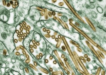 Bangladesh notifies WHO of 2 recent human H5N1 avian flu infections – CIDRAP