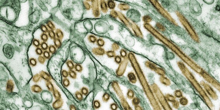 Bangladesh notifies WHO of 2 recent human H5N1 avian flu infections – CIDRAP