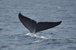 Blue whale decline in Sri Lanka tied to climate and human activity – Mongabay