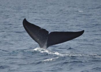 Blue whale decline in Sri Lanka tied to climate and human activity – Mongabay