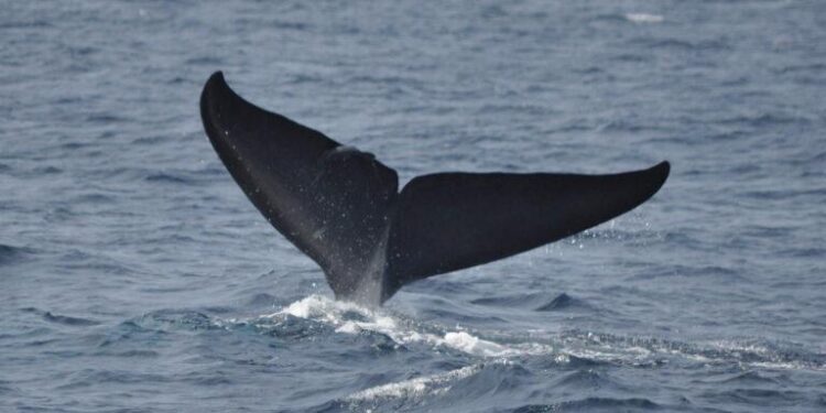 Blue whale decline in Sri Lanka tied to climate and human activity – Mongabay