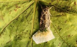 Insects listen in on plants ‘talking,’ groundbreaking Israeli study is first to show – The Times of Israel