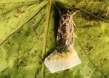Insects listen in on plants ‘talking,’ groundbreaking Israeli study is first to show – The Times of Israel