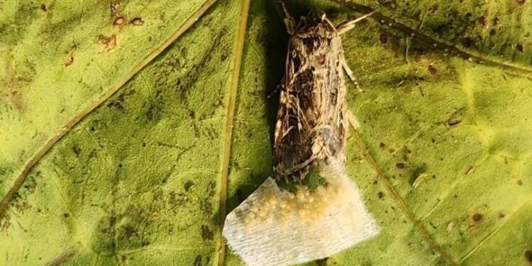 Insects listen in on plants ‘talking,’ groundbreaking Israeli study is first to show – The Times of Israel