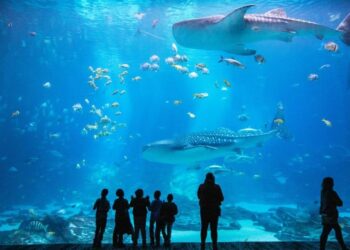 Georgia Aquarium worker charged with 66 counts of possessing child porn, police say – WSB-TV