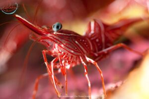 FDA warns of shrimp from Indonesia, local shrimpers highlight foreign shrimp risk – WCIV