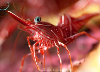 FDA warns of shrimp from Indonesia, local shrimpers highlight foreign shrimp risk – WCIV