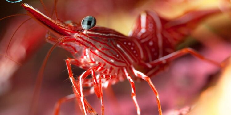 FDA warns of shrimp from Indonesia, local shrimpers highlight foreign shrimp risk – WCIV