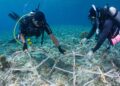 New portable coral restoration system successfully road tested in the Maldives – The Australian Institute of Marine Science