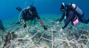 New portable coral restoration system successfully road tested in the Maldives – The Australian Institute of Marine Science