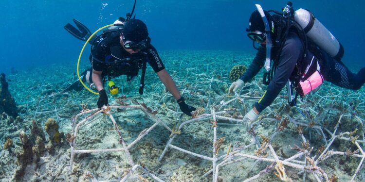 New portable coral restoration system successfully road tested in the Maldives – The Australian Institute of Marine Science