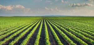 Gov. Sanders says Arkansas, Taiwan cut $5.56 billion crop deal – Talk Business & Politics