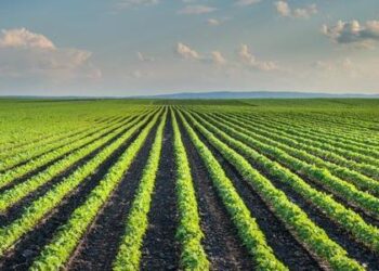Gov. Sanders says Arkansas, Taiwan cut $5.56 billion crop deal – Talk Business & Politics