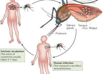 Health officials report 514 fresh cases of dengue inflection overnight – Bangladesh Sangbad Sangstha (BSS)