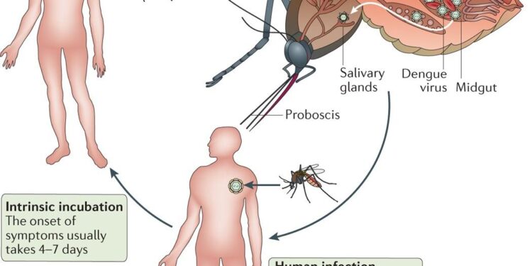 Health officials report 514 fresh cases of dengue inflection overnight – Bangladesh Sangbad Sangstha (BSS)