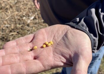China trade freeze squeezes US soybean farmers as costs climb, profits vanish – Fox Business