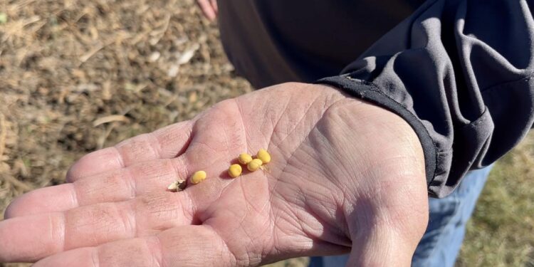 China trade freeze squeezes US soybean farmers as costs climb, profits vanish – Fox Business