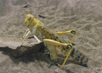 Desert Locusts: Building Yemen’s Capacity to Prevent New Swarms – World Bank