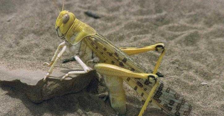 Desert Locusts: Building Yemen’s Capacity to Prevent New Swarms – World Bank