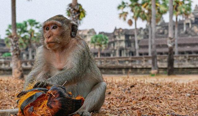 Should K-beauty products have to come from South Korea? – BBC