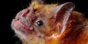 Thousands of Bats Swarm Before Typhoon Strikes Philippines – The Weather Channel
