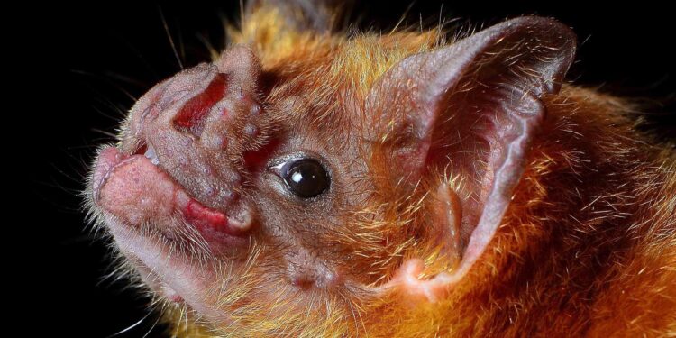 Thousands of Bats Swarm Before Typhoon Strikes Philippines – The Weather Channel