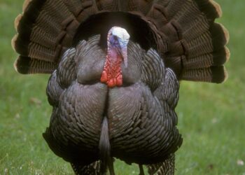 Asia’s largest wholesale market bans Turkish apples – Fruitnet