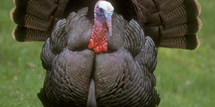 Asia’s largest wholesale market bans Turkish apples – Fruitnet