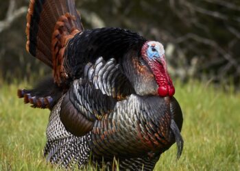 Turkey Rejects Greek Genocide Remembrance Statements – tovima.com