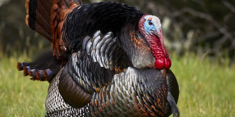 Turkey Rejects Greek Genocide Remembrance Statements – tovima.com