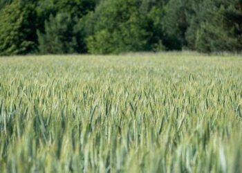 Ian Miller, Broncos out to write more history for Mongolia in BCL Asia 2025 – fiba.basketball