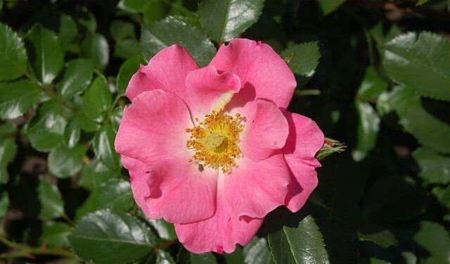 UNICEF concludes climate cinema campaign, amplifying children and young people’s voices on climate action – The Rising Nepal