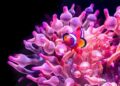 Sea anemones and hermit crabs form a mutualistic relationship in Japan – Mongabay