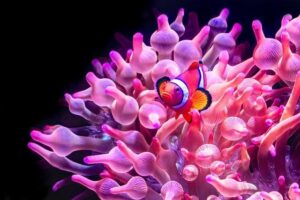 Sea anemones and hermit crabs form a mutualistic relationship in Japan – Mongabay