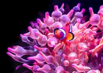 Sea anemones and hermit crabs form a mutualistic relationship in Japan – Mongabay