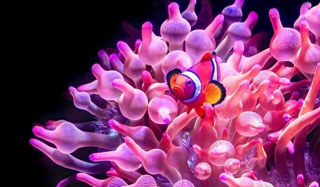 Sea anemones and hermit crabs form a mutualistic relationship in Japan – Mongabay