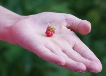 Saudi Arabia Emerges as a Global Leader in Space Tourism as HALO Space Announces Ambitious Ten-Year Plan for Commercial Flights to the Edge of Space – Travel And Tour World