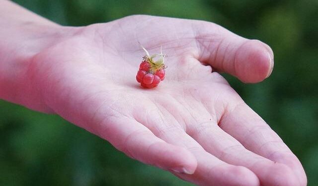 Saudi Arabia Emerges as a Global Leader in Space Tourism as HALO Space Announces Ambitious Ten-Year Plan for Commercial Flights to the Edge of Space – Travel And Tour World