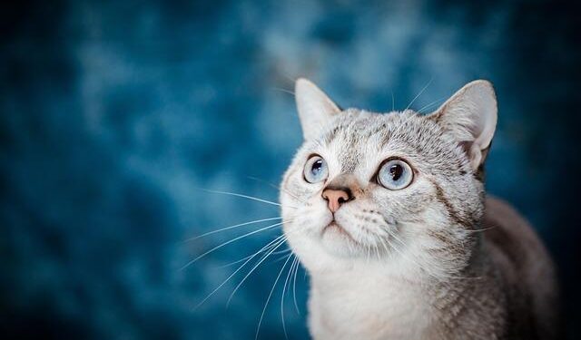 Why the Most Oil-Rich Country Can’t Keep the Lights On – Bloomberg.com