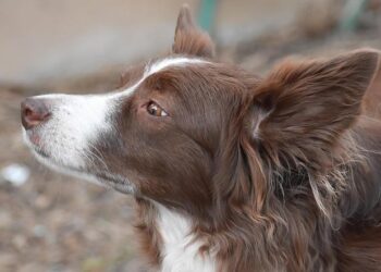 Thai-Cambodia border tensions escalate, at least one dead – Reuters