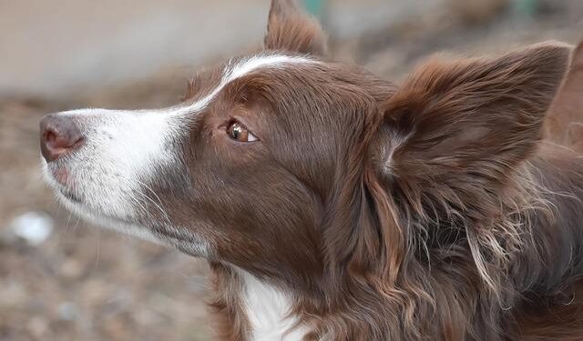 Thai-Cambodia border tensions escalate, at least one dead – Reuters