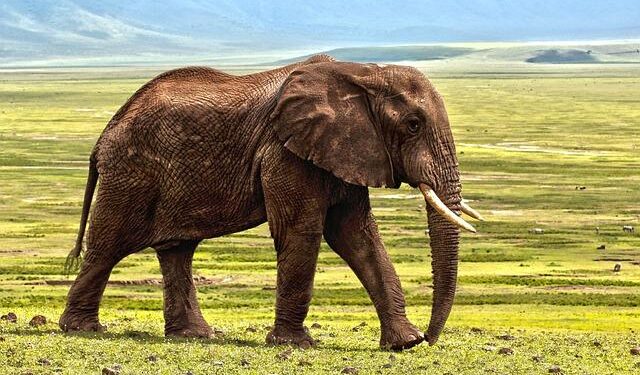 Gulf defence manufacturers look east – The International Institute for Strategic Studies