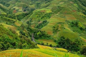 Asia rice: Weak demand pulls Vietnam rates to near 5-year low – Business Recorder
