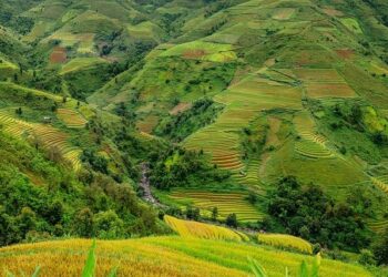 Asia rice: Weak demand pulls Vietnam rates to near 5-year low – Business Recorder