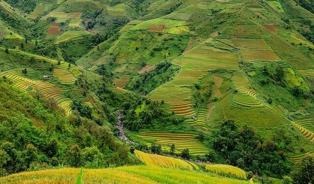 Asia rice: Weak demand pulls Vietnam rates to near 5-year low – Business Recorder