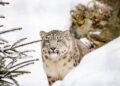 eDNA reveals snow leopard presence in Bhutan’s mountain rivers – World Wildlife Fund