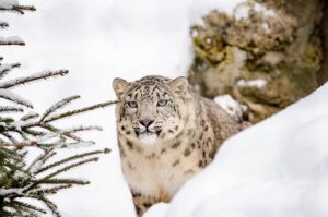 eDNA reveals snow leopard presence in Bhutan’s mountain rivers – World Wildlife Fund