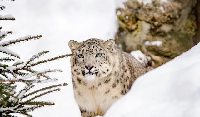 eDNA reveals snow leopard presence in Bhutan’s mountain rivers – World Wildlife Fund