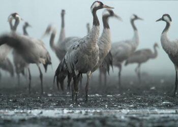 USC’s Jordan Marsh buries buzzer beater in triple OT to stun Troy – FOX Sports