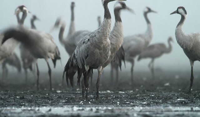 USC’s Jordan Marsh buries buzzer beater in triple OT to stun Troy – FOX Sports